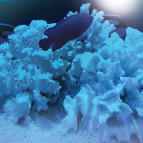 Coral