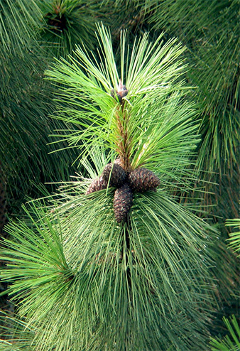Dewy Pine 