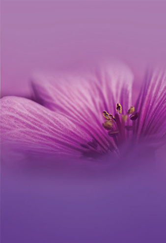 Exciting Violet