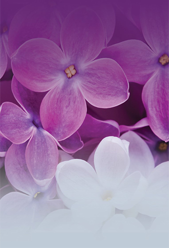 Lilac Valley