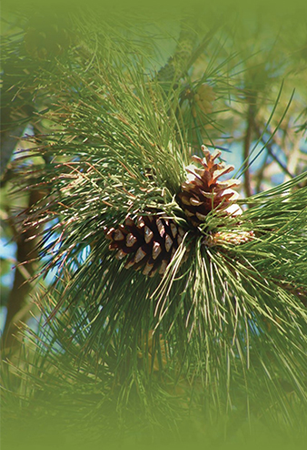 Pine